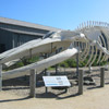 Whale at Long Marine Center